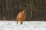 TOSA INU 340